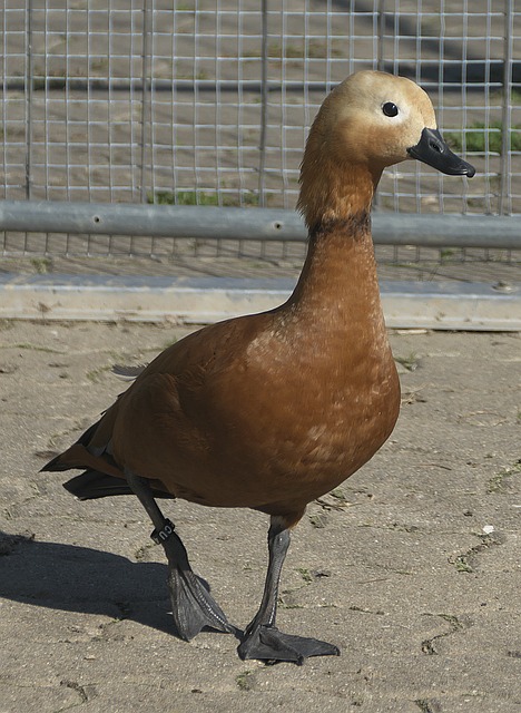 静养