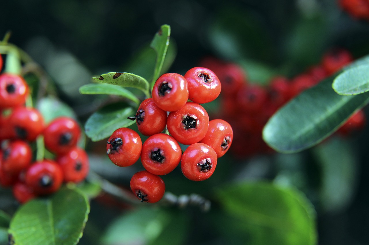 皇家马德里 皇家马德里